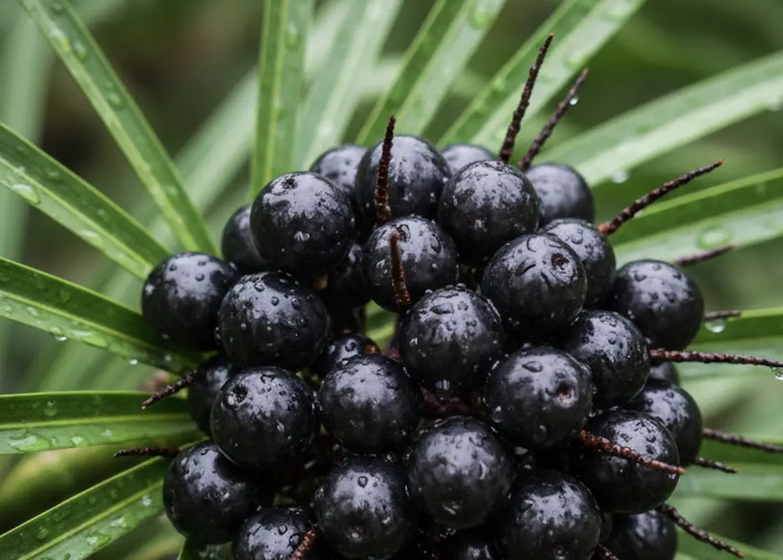 SAW PALMETTO BERRIES